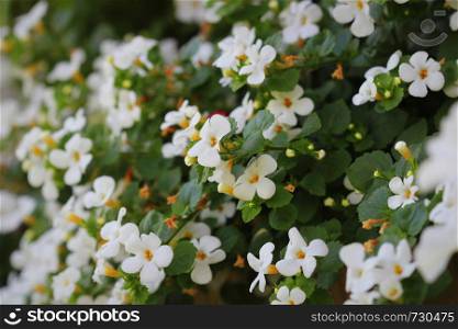 "Bacopa monnieri, herb Bacopa is a medicinal herb used in Ayurveda, also known as "Brahmi", a herbal memory .. Bacopa monnieri, herb Bacopa is a medicinal herb used in Ayurveda, also known as "Brahmi", a herbal memory"