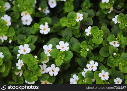 "Bacopa monnieri, herb Bacopa is a medicinal herb used in Ayurveda, also known as "Brahmi", a herbal memory"