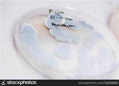 Bacteria growing in a Petri dish