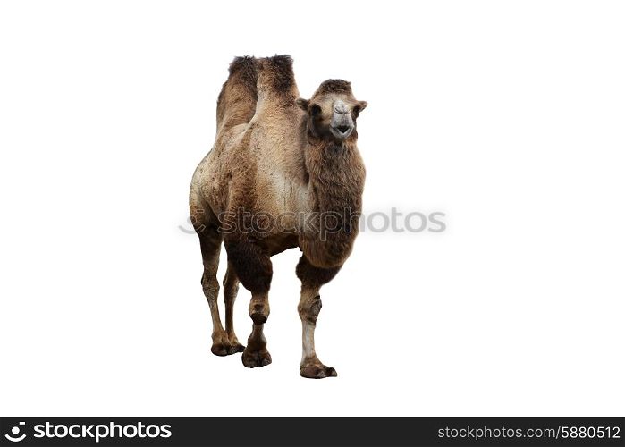 bactrian camel and other animals in cage of zoo