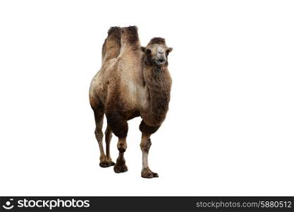 bactrian camel and other animals in cage of zoo