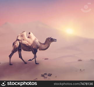 Bactrian camel walking in desert at sunset