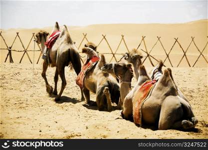 Bactrian camels (Camelus bactrianus) in a desert, Kubuqi Desert, Inner Mongolia, China