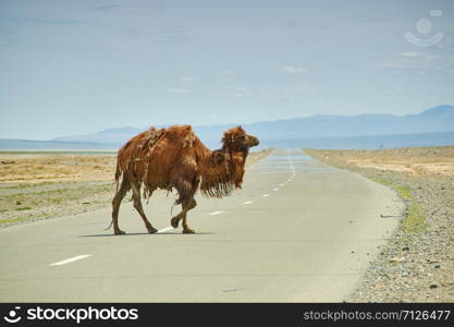 Bactrian or two-humped camel Gobi desert, Mongolia