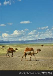 Bactrian or two-humped camel Gobi desert, Mongolia