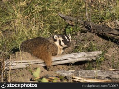 Badger from rear near burrow with sticks, grass and logs