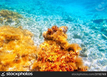 Baearic islands underwater sea bottom snorkeling view