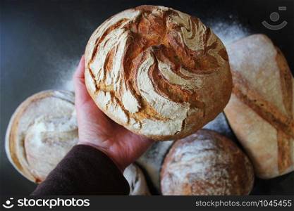 Baker or cooking chef holding fresh baked bread and breaking it in hands. Concept of cooking, successful businessman or start up. Assortment of fresh bread on black background