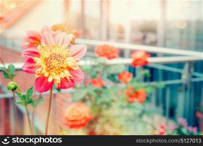 Balcony flowers on city terrace in summer sunlight, outdoor. Urban gardening