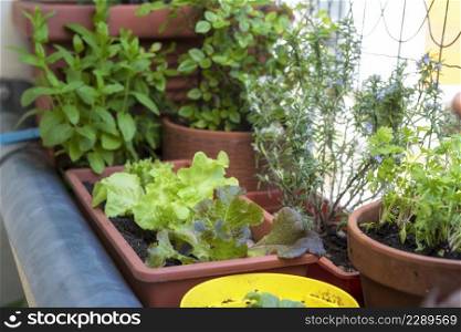 balcony gardening fresh and organic vegetables horticulture in urban house