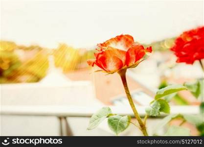 Balcony roses flowers on city terrace in summer sunlight, outdoor. Urban gardening