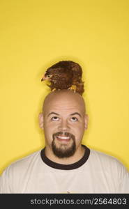 Bald caucasian mid-adult man looking at Golden Laced Wyandotte chicken on his head.