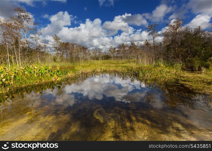 Bald Cypress Trees in a florida swamp