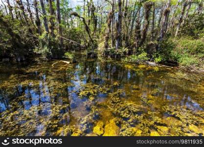 Bald Cypress Trees reflecting in the water in a florida sw&on a warm summer day