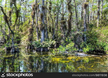 Bald Cypress Trees reflecting in the water in a florida sw&on a warm summer day