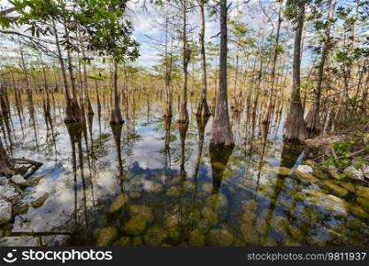 Bald Cypress Trees reflecting in the water in a florida sw&on a warm summer day
