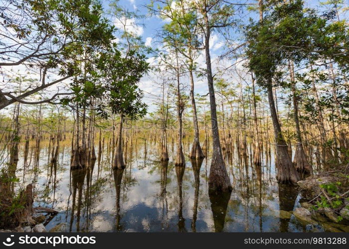 Bald Cypress Trees reflecting in the water in a florida sw&on a warm summer day