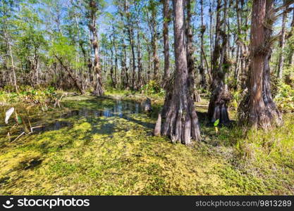 Bald Cypress Trees reflecting in the water in a florida sw&on a warm summer day