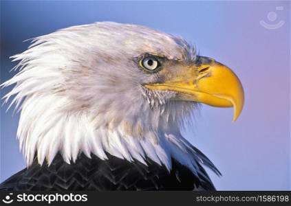 Bald Eagle adult bird, portrait Head closeup