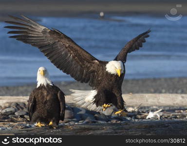 Bald eagle approaches log with wings outstretched