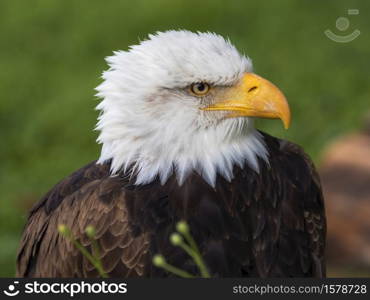 Bald Eagle famous for being the national symbol of the United States