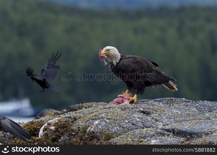 Bald Eagle feeding on prey, Skeena-Queen Charlotte Regional District, Haida Gwaii, Graham Island, British Columbia, Canada