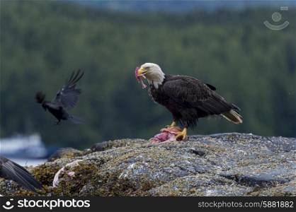 Bald Eagle feeding on prey, Skeena-Queen Charlotte Regional District, Haida Gwaii, Graham Island, British Columbia, Canada