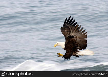 Bald Eagle Fishing