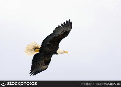 Bald Eagle Flying