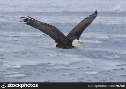 Bald eagle flying over the bay