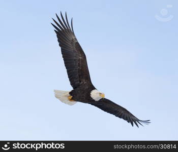 Bald eagle flying over the bay