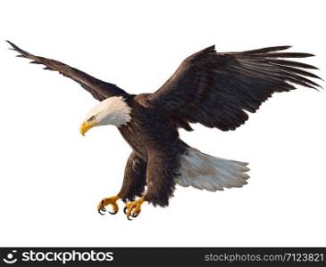 Bald eagle flying swoop hand draw and paint color on white background illustration.