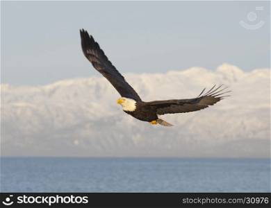 Bald eagle flying with blue sky over the bay