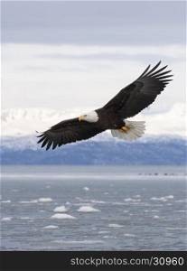 Bald eagle flying with over the bay with ice in water