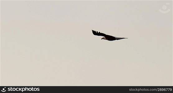 Bald eagle (Haliaeetus leucocephalus) flying in the sky, Lake of the Woods, Ontario, Canada