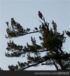 Bald eagle (Haliaeetus leucocephalus) perching on a tree, Lake of the Woods, Ontario, Canada
