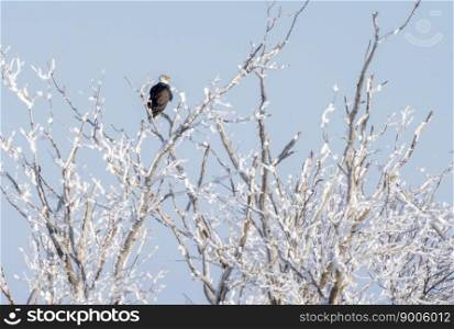 Bald Eagle in Flight winter Canadian Prairies Bald Eagle in Flight winter Canadian Prairies