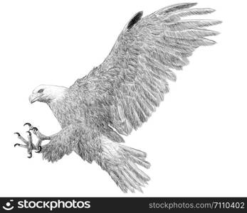 Bald eagle landing attack hand draw sketch black line on white background illustration.
