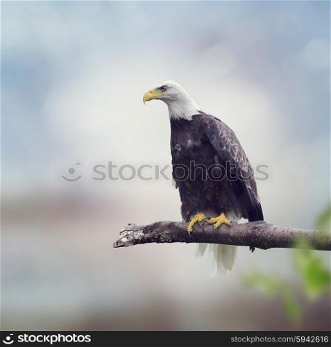 Bald Eagle on a Tree Branch