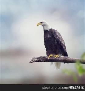 Bald Eagle on a Tree Branch