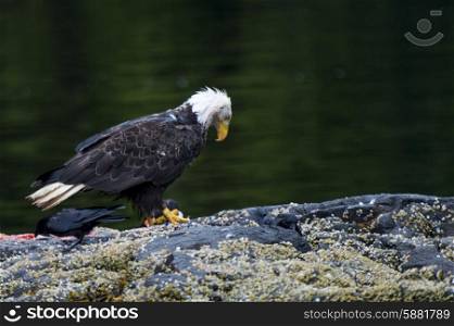 Bald Eagle on an island, Skeena-Queen Charlotte Regional District, Haida Gwaii, Graham Island, British Columbia, Canada