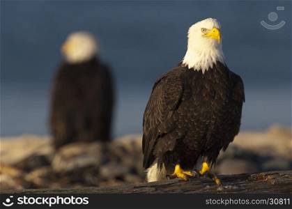 Bald eagle on log with eagle out of focus i