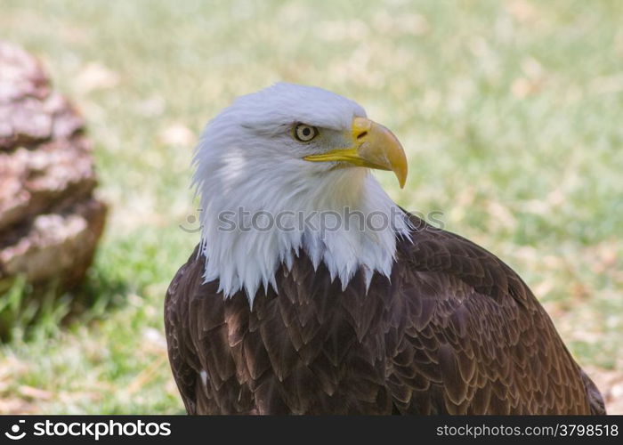 Bald Eagle or White Head (Haliaeetus leucocephalus)