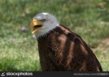 Bald Eagle or White Head (Haliaeetus leucocephalus)