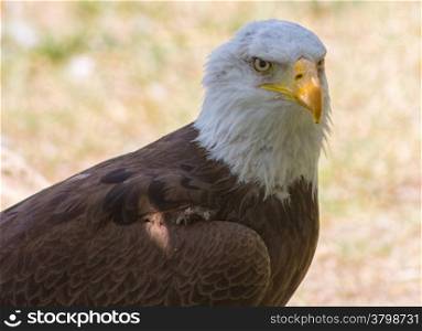 Bald Eagle or White Head (Haliaeetus leucocephalus)