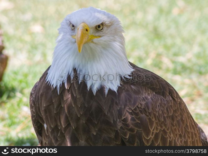 Bald Eagle or White Head (Haliaeetus leucocephalus)