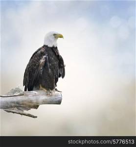Bald Eagle Perched On A Log