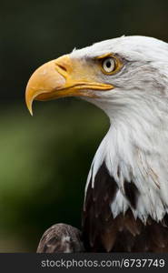 Bald Eagle Posing staring at prey