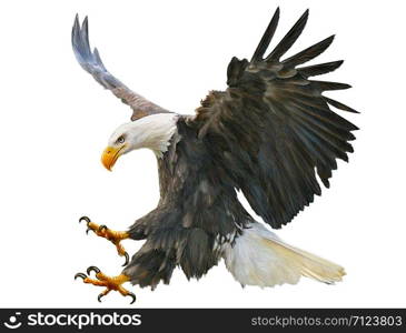 Bald eagle swoop attack hand draw and paint color on white background illustration.