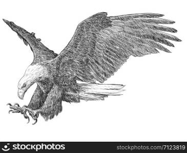 Bald eagle swoop attack hand draw sketch black line on white background illustration.